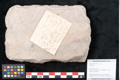 Foto (Objekt + Etikett) von Zamien sp. (NHMW-GEO-2024-0188-11512)